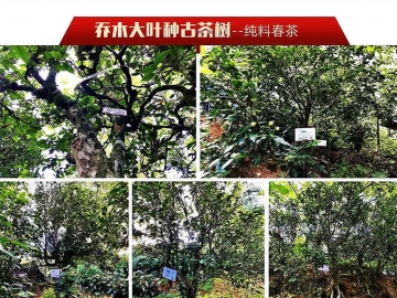 普洱茶压饼和散茶存放哪种更好？